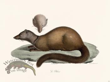 Cuvier 220 The Pekan